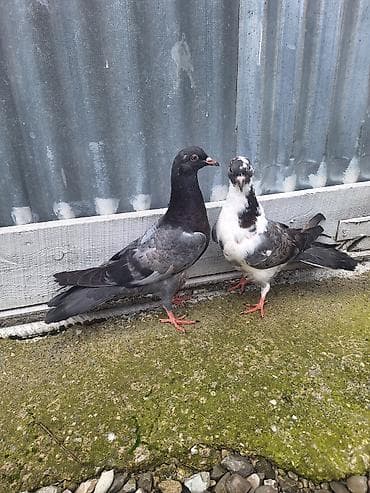 ağ quyruq ağlıca: Bir yumrtadan cıxan cüt balalar — 5