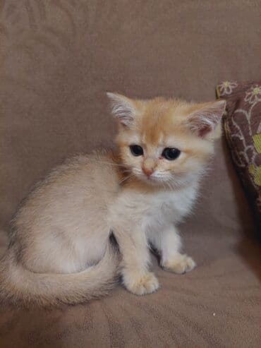 Qızıl şinşilla, Dişi, Yaxşı əllərə, Ünvandan götürmə