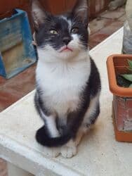 erkek pişik: Erkək, Dişi, Yaxşı əllərə, Ünvandan götürmə — 4