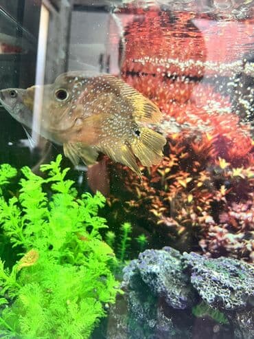 akvarium bitkileri: Dördbucaq akvarium, Balıqlarla birlikdə, 65 l, Ünvandan götürmə — 8