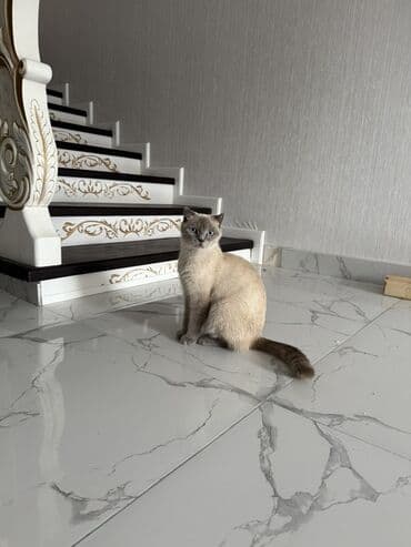 pişiklər ucuz: Britan — 1