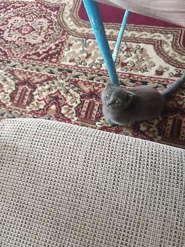 кошка шотландская цена: Salam. Şotland pisiyidi 2 ayligdi. disidi atasida anasida Şotland-di — 7