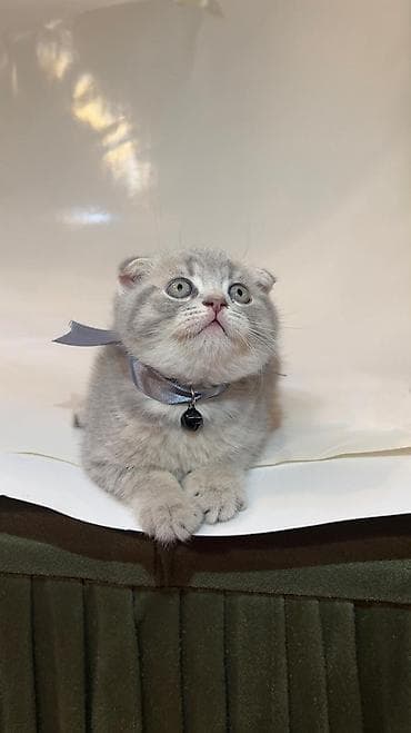 pişik qutusu: Britan — 4