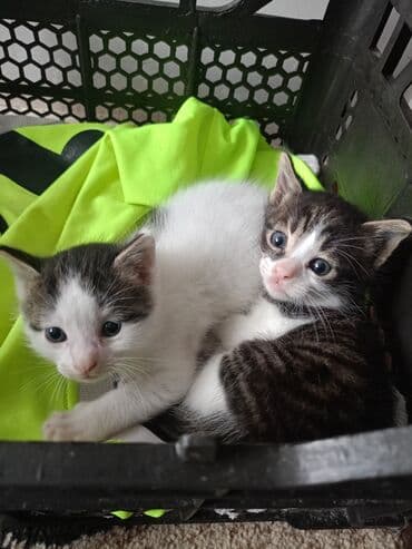 pişik qabı: Erkək, Yaxşı əllərə, Pulsuz çatdırılma — 8