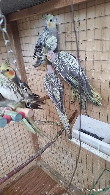 ev qus: Beşdene karella bir cüt ata ana üç balasi balalar 3 ayliqdi hamsi alan — 6
