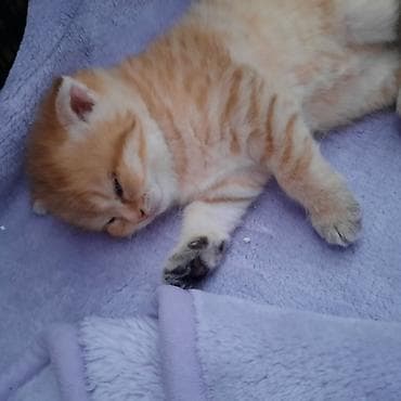 britan pişiyi: Şotland yastı qulaq, Dişi, Yaxşı əllərə, Ünvandan götürmə — 3