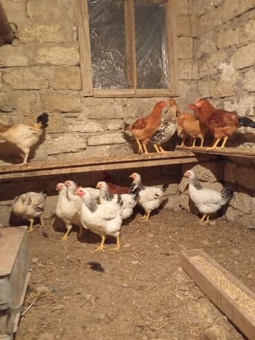 Gəmiricilər: Toyuq, Brama, Damazlıq, Ünvandan götürmə — 3