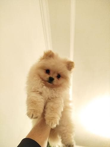heyvan bazari itler: Şpitz, 2 ay, Erkek, Ünvandan götürmə — 1