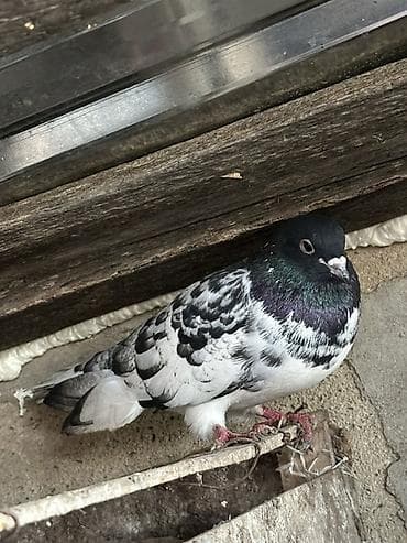 Növ: Göyərçin cütü (bəzək/oyun) Rəng: Qarışıq naxışlı – Qara baş — 4