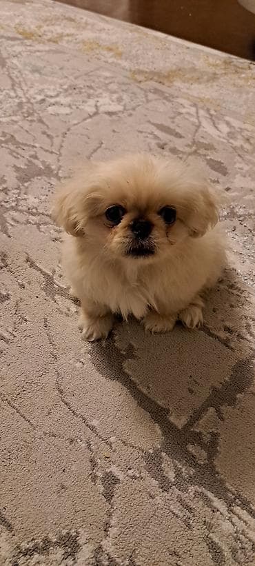 itlərin sekisi: Pekines — 1