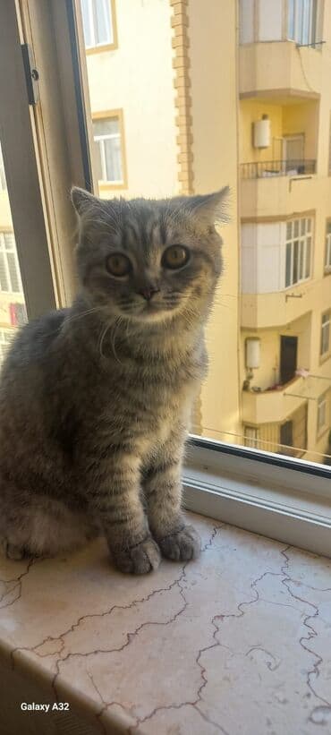 etibarlı əllərə pişik: Şotland yastı qulaq, Yaxşı əllərə — 1