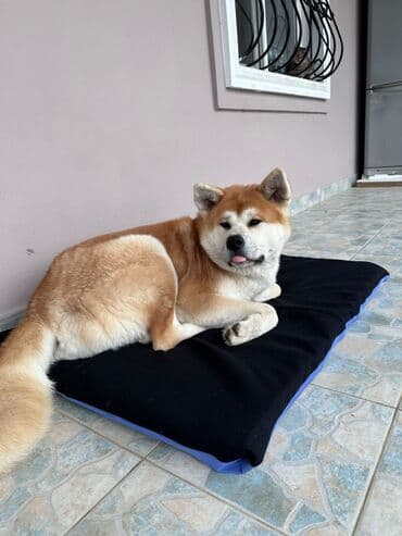 Akita-inu, 1 il, Erkek, Ünvandan götürmə