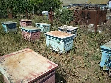 Qadın geyimləri: Bal Arısı Ramkaları Dadan. AĞSU Şəhərindədi Böyük ramkalar dadan Telli — 3