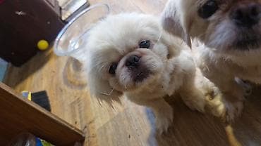 mini itler: Pekines, 11 ay, Peyvəndli — 3
