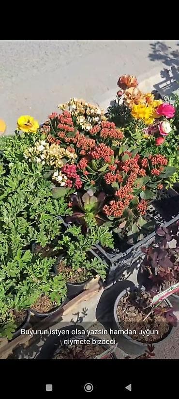 esger sekilleri: Rəngarəng bəzək gülləri və dekorativ bitkilər – saksıda - Çeşidlər — 8