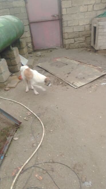 Akvariumlar: 3 ay, Dişi, Ünvandan götürmə — 2