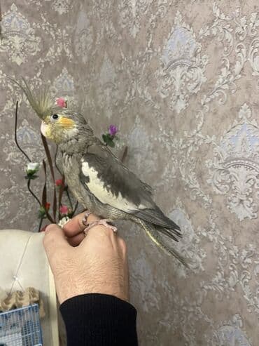 Mərmər effektli PVC panellər: Nimfa (Cockatiel) papağanı - Rəng: zeytun-boz, qanadlarda ağ — 7