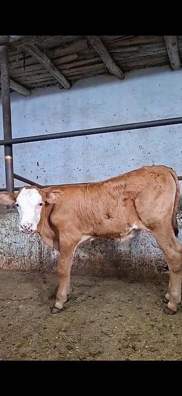 Mal-qara: Simmental cinsinə yaxın, açıq qəhvəyi rəngli, ağ üzlü dana. - — 10