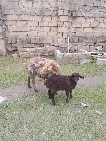 Quzu: Salam sağlam heyvandir bala erkekdi — 2