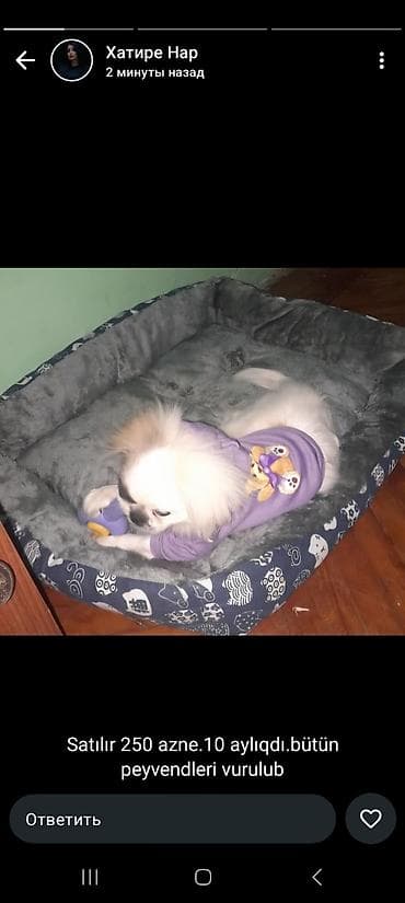 quru cörek: Pekines, 10 ay, Peyvəndli — 4