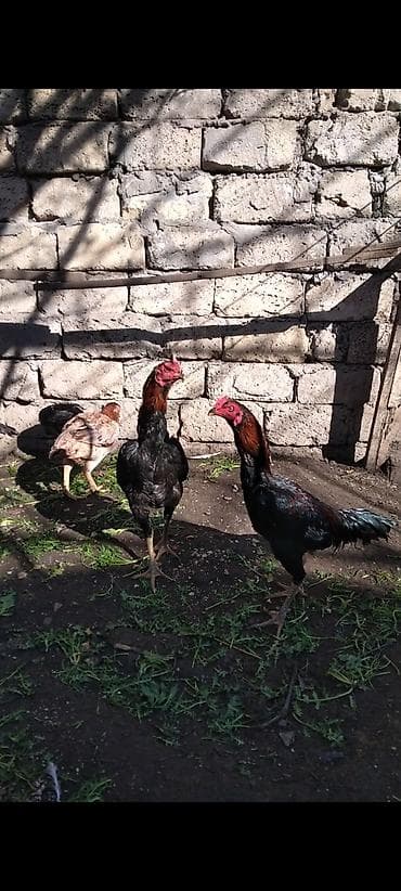 Heyratı beçə satılır cins heyvandı hələ tam ayılmayıb heyvanan başı — 7