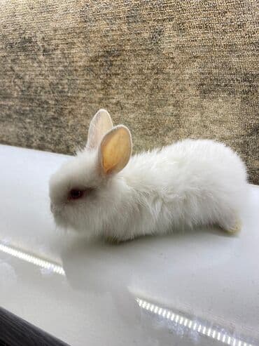 Akvariumlar: Mini dekorativ dovşan balası - Rəng: tam ağ tüklü, qırmızı gözlü — 3