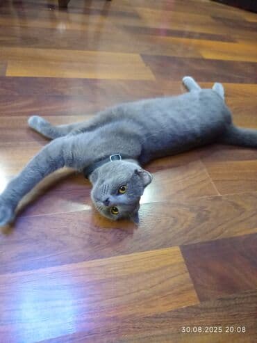 домашние котята добрые руки: Шотладская вислоухая, Самец, В добрые руки — 3