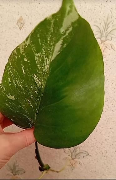 Buket güllər: Real alıcılar yazsın!Boş boşuna yazmayın bloklanacaqsınız!!!Monstera — 1