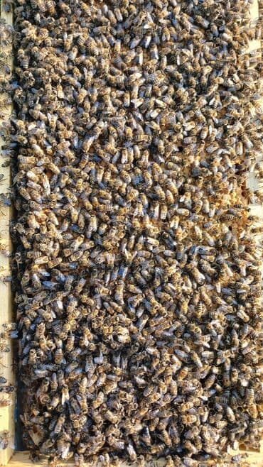 eşşək qiyməti: 🐝🐝🐝🐝🐝🐝🐝 Arı ailəsi: 8-10 ramkada 2 mərtəbə 15 ramka yeşiklər hər bir — 4