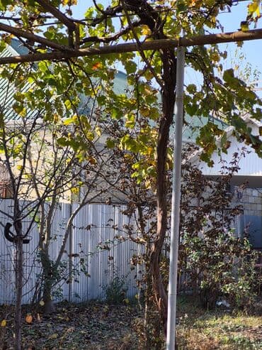 Qarajlar: 8 sot, Mülkiyyətçi, Kupça (Çıxarış), Texniki pasport — 4