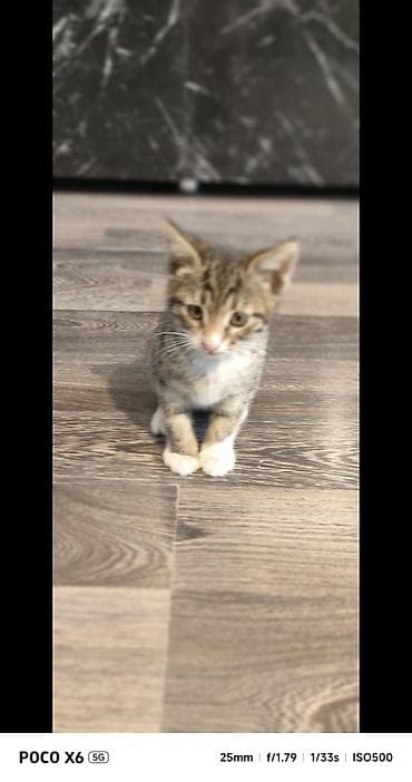 bala ordək: Tabbi, Yaxşı əllərə — 8