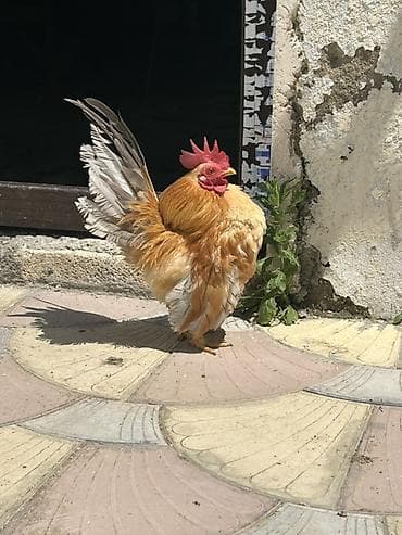it yuvası satilir: Təmzi serma xoruzdardı real alcya endrim olcaq barter yoxdu — 2