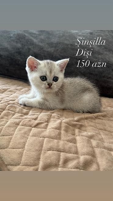 Pişiklər: Şinşilla, Dişi — 3