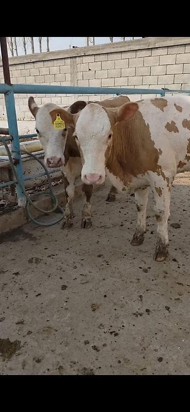 Кошки: Simental xanlar 2 eded dişi 4 ayı keçiblər damazlıq heyvandarlıq üçün — 3