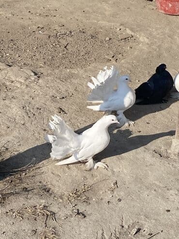 coban iti balasi: Ünvan:ŞƏKİ Ağ rəngli quyruğu yelpikvari göstərən dekorativ göyərçinlər — 3