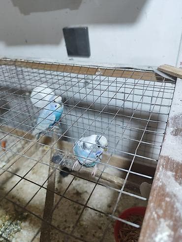 tutuquşu qiyməti: Hazır yumurtayan cür papuqaylar. Qəfəslərimdə yaponka toyuq saxlayacam — 5