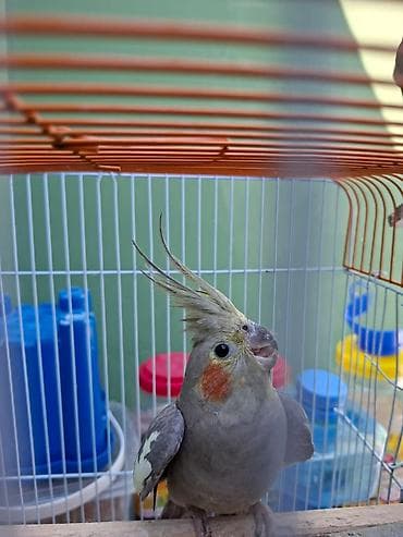ev dovşan: Dişi corella satılır,qəfəs və ev qarışıq — 3