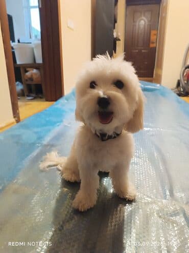 pitbull tap az: Maltipoo tipli kiçik ölçülü ev iti – ağ, buruq tüklü, qara burunlu və — 3