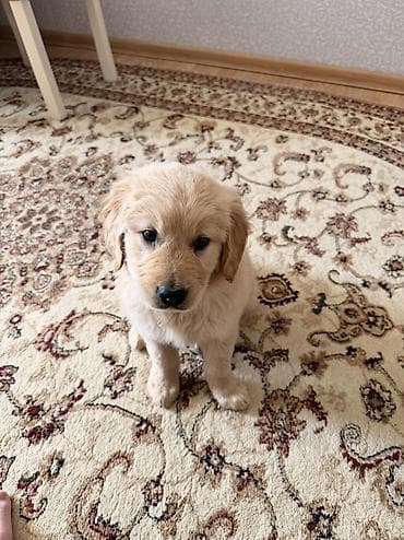 İtlər: Retriever, 2 ay, Erkek, Peyvəndli — 5