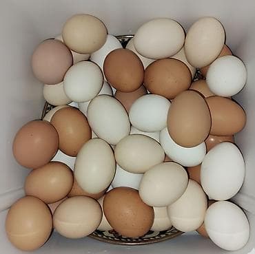 sud satışı: Təzə kənd toyuq yumurtası.həyətdə gəzən toyuqların yumurtası,iri — 2