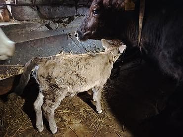 inəy quba: Satılır: ana bala satılır 4cu bala yanında fevralın 21i doğub hazırda — 1