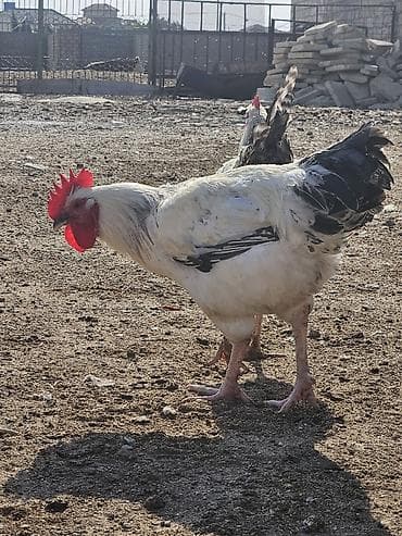 bakida it satislari: Slibris xoruzlar 30 a yaxın xoruzdu — 3