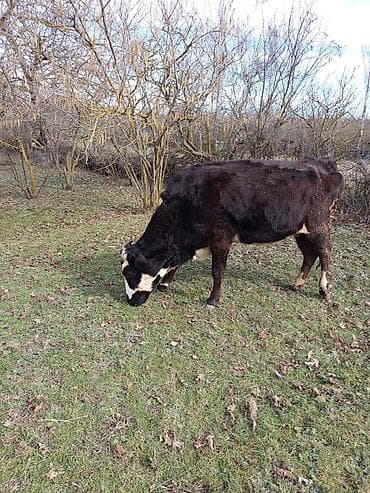 Digər heyvanlar: 2 ci qarına 7 aylıq boğazdır. Apreldə doğacaq. İnek süni mayalanmadan — 4