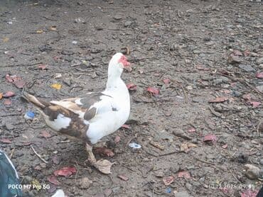 coban itlerin satisi: Salam millet Cavan ördeklerdi, bu ilin Mart ayında çıxanlarda - Növ — 5