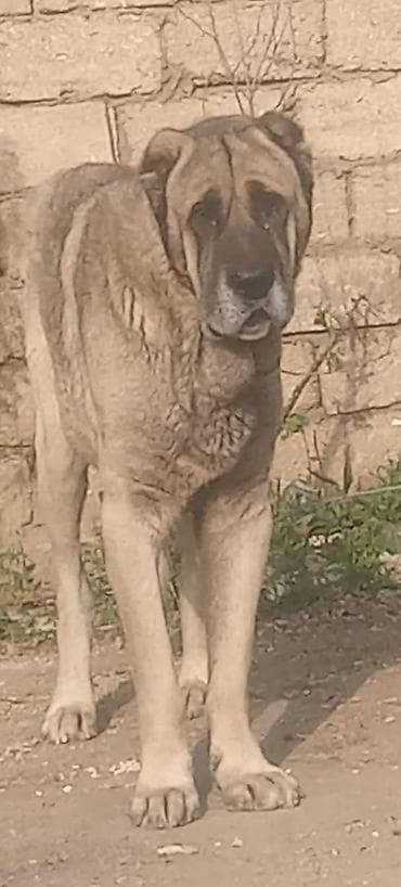 etibarli elere verilir: Kanqal — 1