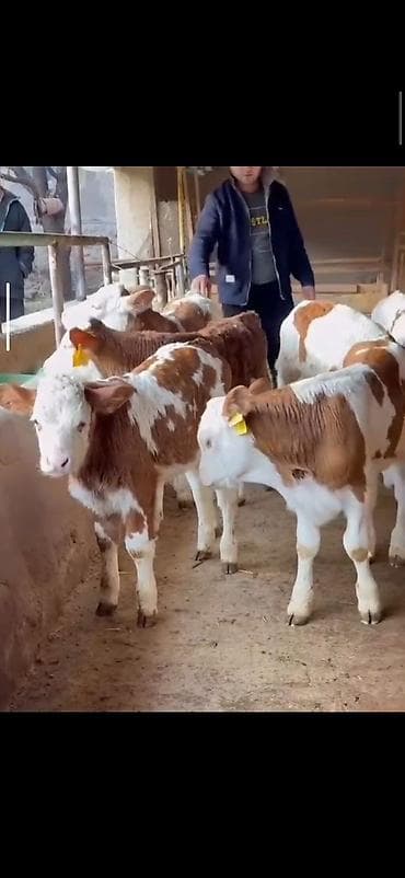 Digər heyvanlar: Simental cinsli buzovlar - Cins: Simental (süd-ət istiqamətli) - — 1