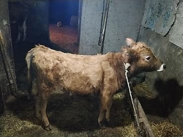 Yemlər: Sarı dana erkək qara dana dişi barter var balalir ineklər — 2