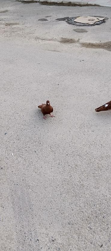 lalafo az heyvanlar: Salam qirmizilar satilir cutduler ikisi bir yerde 25 m — 5