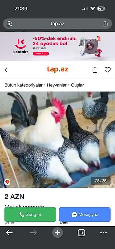 qus: Erkək, Damazlıq, Ödənişli çatdırılma — 2