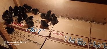 qara avstralorp neyin cinsidir: Australorp cücə — 2